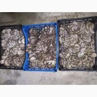 Продам грибы Вещенка