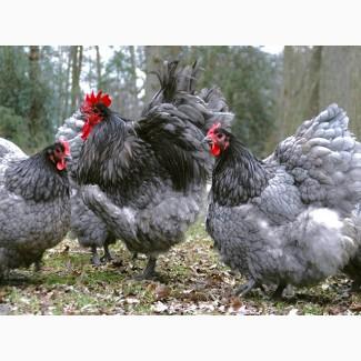 Інкубаційне яйце курей Орпінгтон: фарфоровий, лимон, синій