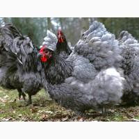 Інкубаційне яйце курей Орпінгтон: фарфоровий, лимон, синій