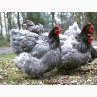 Інкубаційне яйце курей Орпінгтон: фарфоровий, лимон, синій