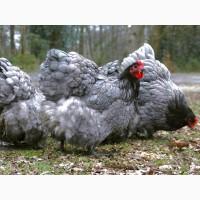 Інкубаційне яйце курей Орпінгтон: фарфоровий, лимон, синій