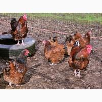 Інкубаційне яйце курей Орпінгтон: фарфоровий, лимон, синій