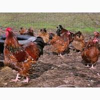 Інкубаційне яйце курей Орпінгтон: фарфоровий, лимон, синій