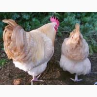 Інкубаційне яйце курей Орпінгтон: фарфоровий, лимон, синій