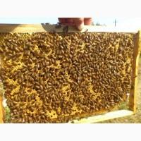 Продам бджолопакети