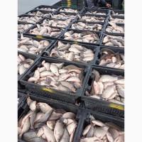 Продам КАРАСЬ живой(невод)