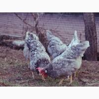 Інкубаційне яйце.(Курчата) Леггорн – синя, куріпчаста, мармурова. Птиця