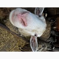 Продаються вівці Романівської породи, а також помісь з Німецьким мериноландшафтом