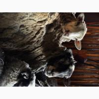 Продаються вівці Романівської породи, а також помісь з Німецьким мериноландшафтом