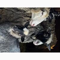 Продаються вівці Романівської породи, а також помісь з Німецьким мериноландшафтом