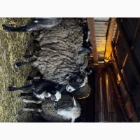 Продаються вівці Романівської породи, а також помісь з Німецьким мериноландшафтом