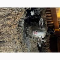 Продаються вівці Романівської породи, а також помісь з Німецьким мериноландшафтом