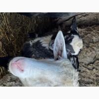 Продаються вівці Романівської породи, а також помісь з Німецьким мериноландшафтом