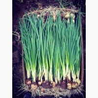 Продам зелену цибулю сорт Штутгарт