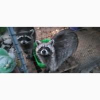 Єноти пара, єнот