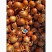 Продам цибулю лук репчатый оптом для хранения