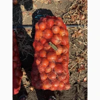 Продам цибулю, лук репчатый опт