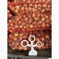 Продам цибулю оптом