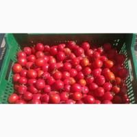 Продам помідор сливка 1 гатунок