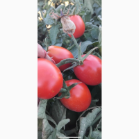 Продам помідор сливка 1 гатунок