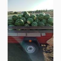 Продам кавун