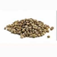 Куплю насіння технічної коноплі