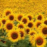 Куплю Соняшник 1Ф.По всій Україні