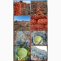 Продам цибуля та Капуста