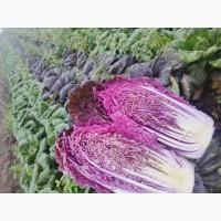 Пекінська капуста продаж