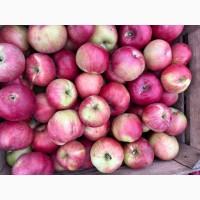 Продам яблука Спартан Айдарет