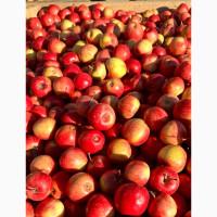 Продам яблуко Евеліна 2 колібр