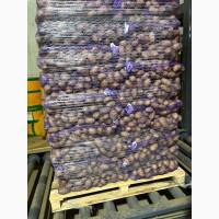 Продам картоплю товарну з Польщі