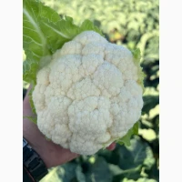 Продам цвітну капусту