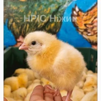 Добові бройлери, курчата, качка, гуси, індики