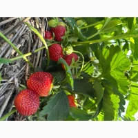 Продам саджанці полуниці