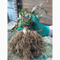 Продам саджанці полуниці