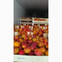 Продам абрикос из Молдавии