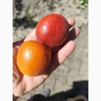 Продам абрикос из Молдавии