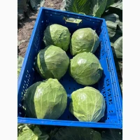 Продам качественную капусту