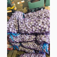 Продам часник сорт Любаша