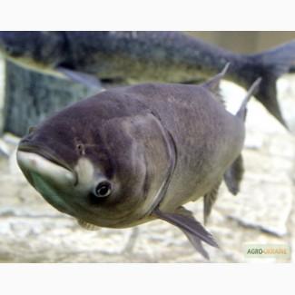 Куплю товстолоб 10+, короп 5+ по всій Україні. Опт, можливе самовивезення до 10т за раз