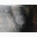 Продам свиней мангал