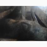 Продам свиней мангал