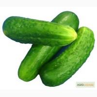 Закупаем огурец оптом