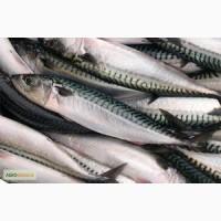Продам скумбрию см 400-600 Норвегия и Нидерланды
