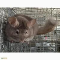 Шиншилла для дома