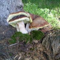 Гриби білі сушені – Карпати, відсортовані, перебрані. Доставка по Києву - безплатно