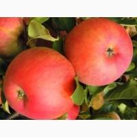 Саджанці яблунь для промилових та домашніх садів. Більше 30 сортів