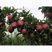 Саджанці яблунь для промилових та домашніх садів. Більше 30 сортів