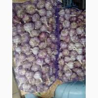 Продам часник сорта Любаша